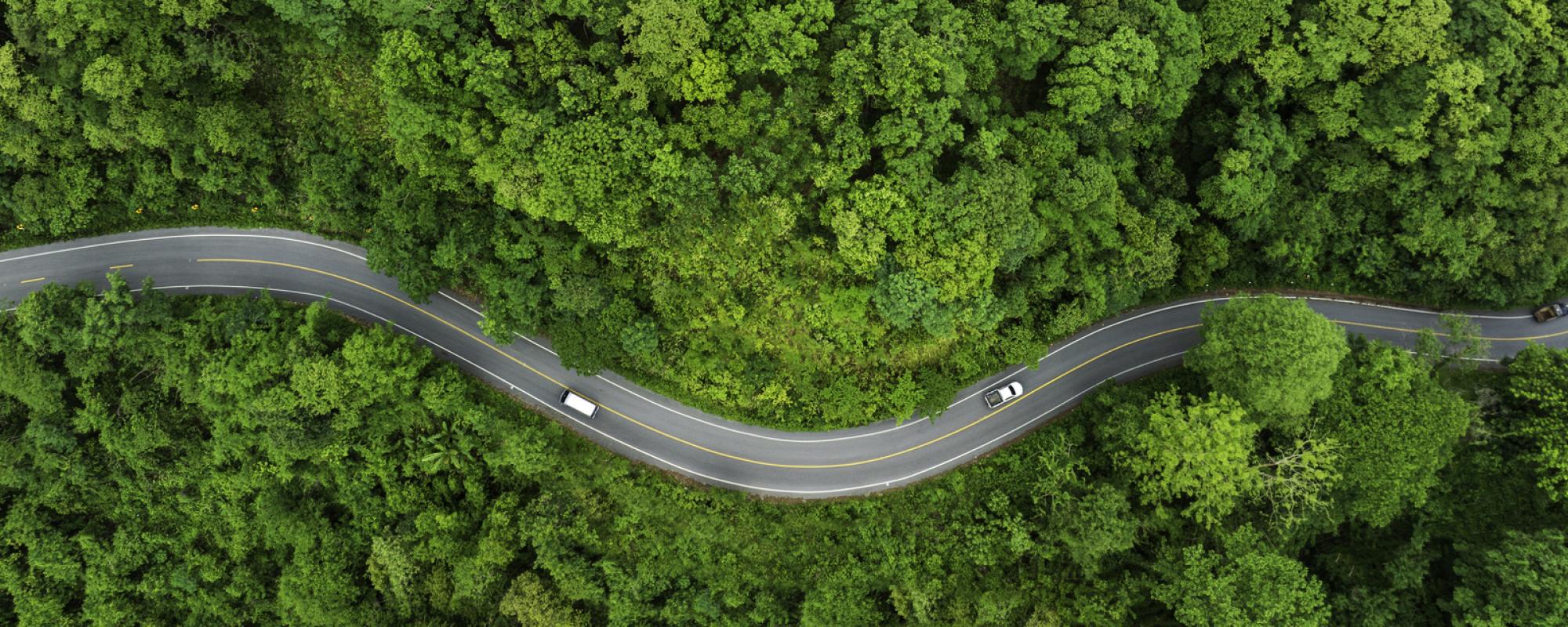 curvy road in forest