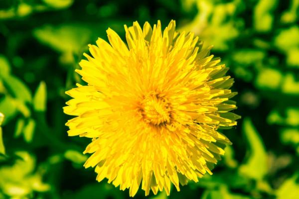 Close up of a dandelion