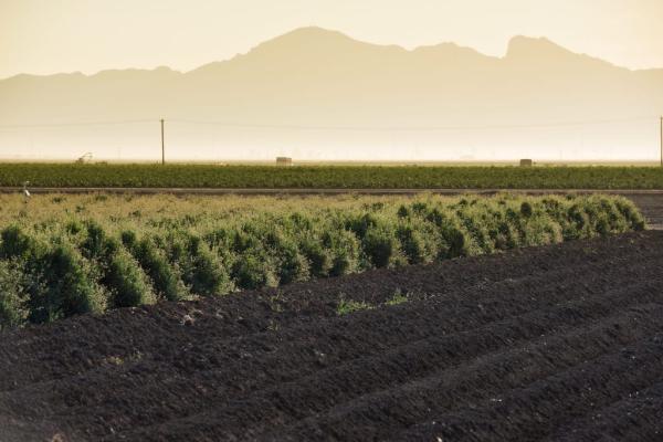 Field of guayule