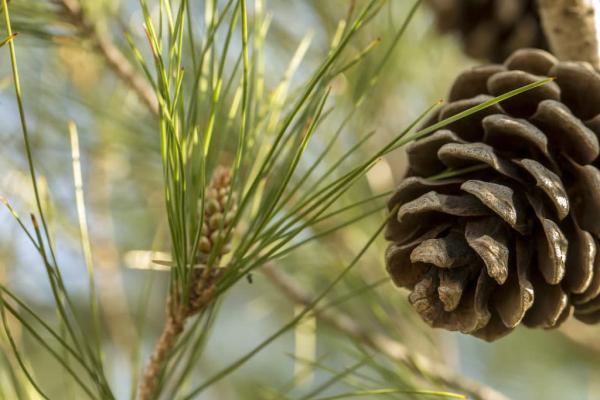 Conifer on a tree