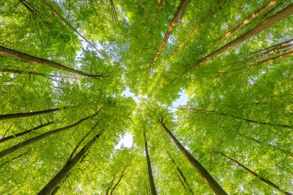 trees to sky