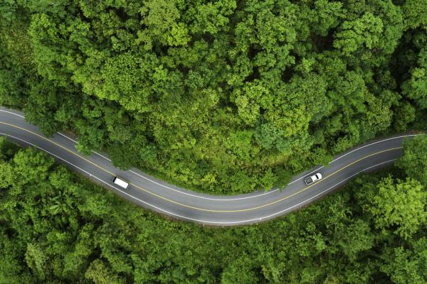 curvy road in forest