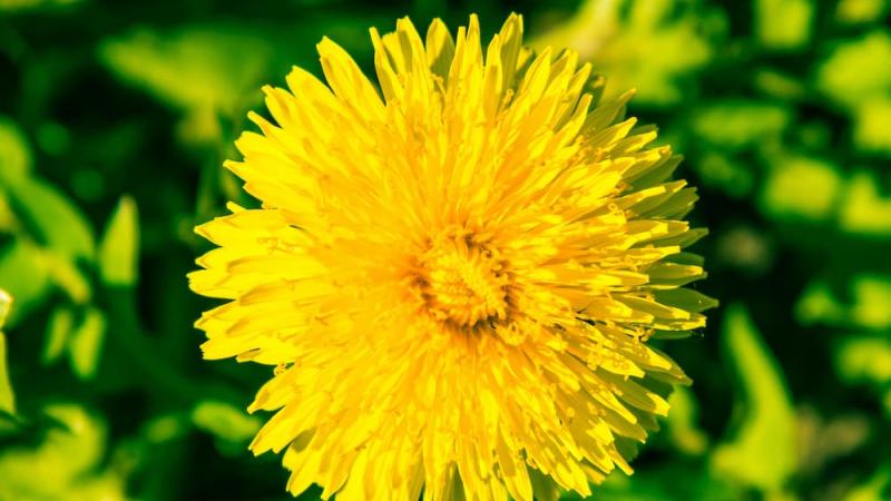 Close up of a dandelion